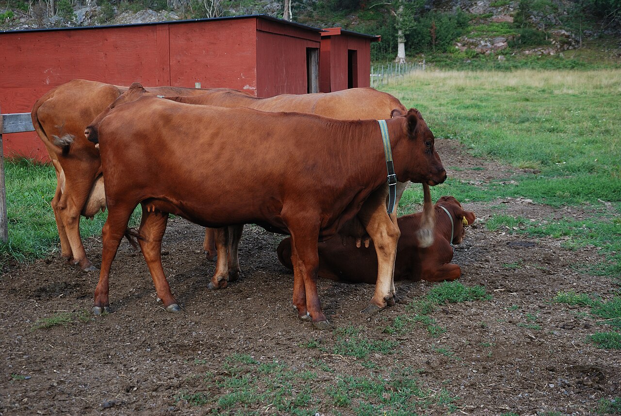 Swedish Red Polled