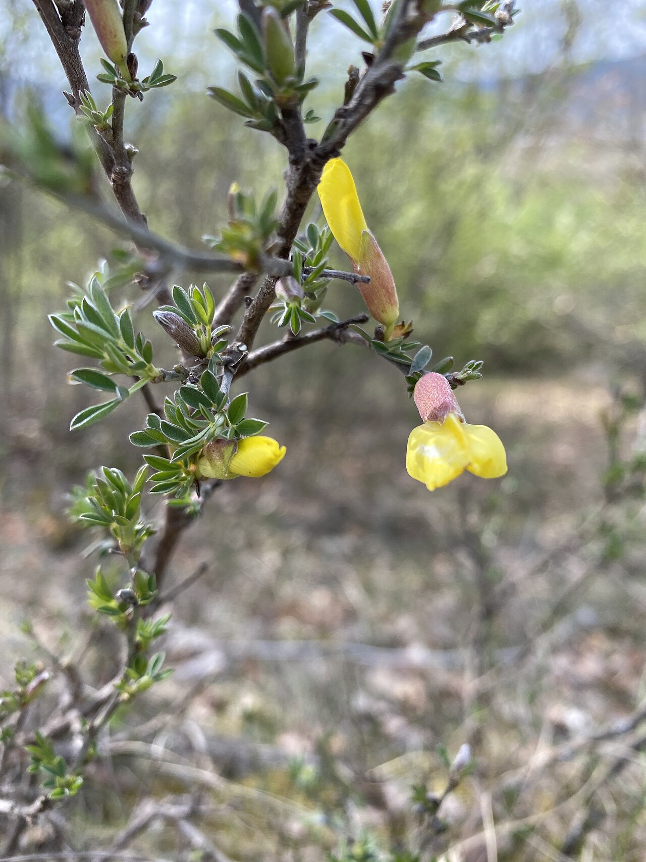 Cytisus spinescens