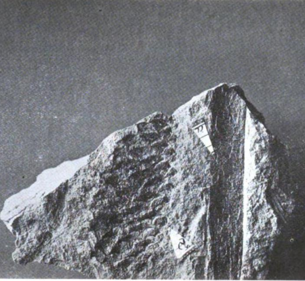 Cyperacites haydenii