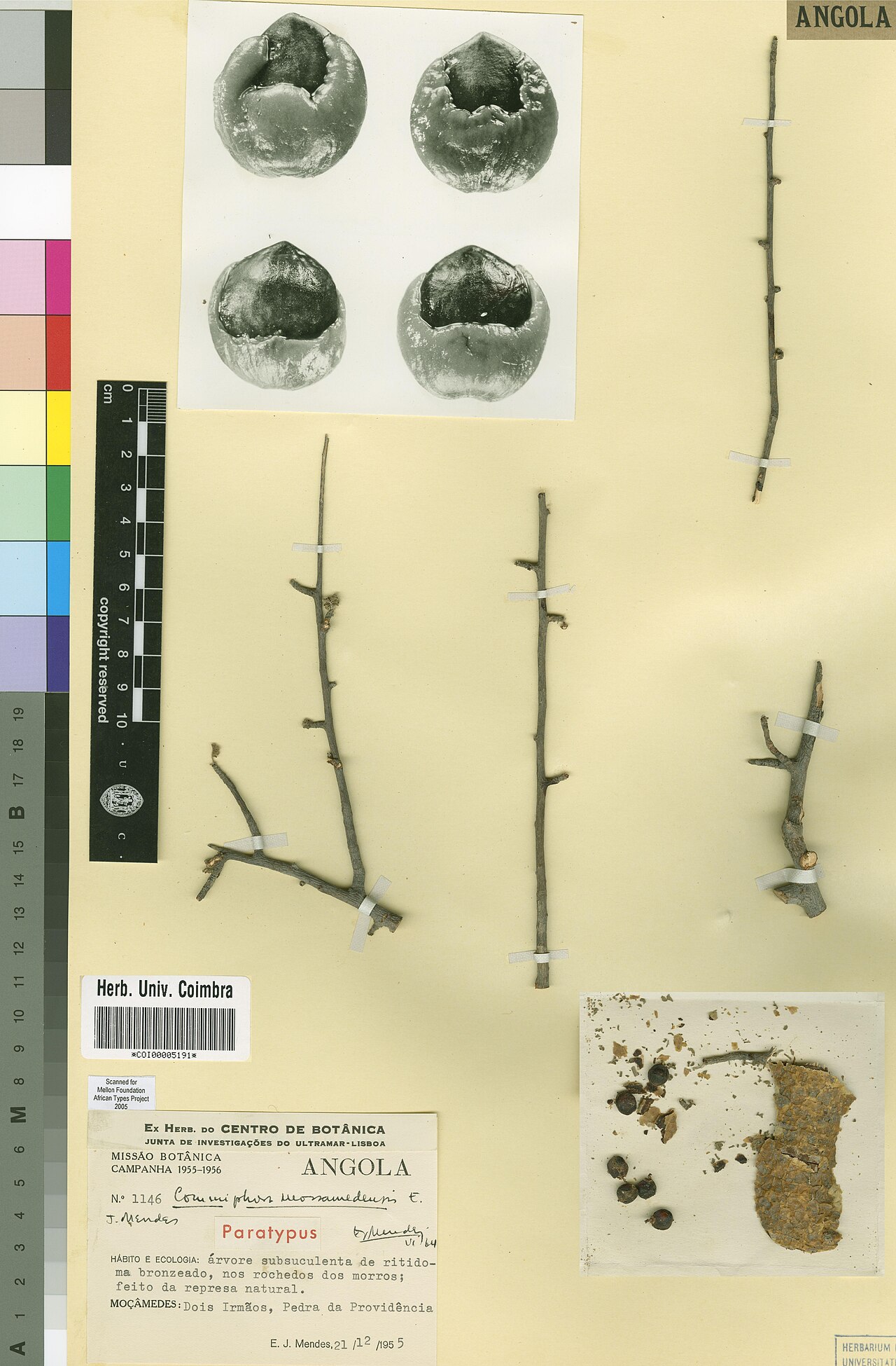 Commiphora mossamedensis