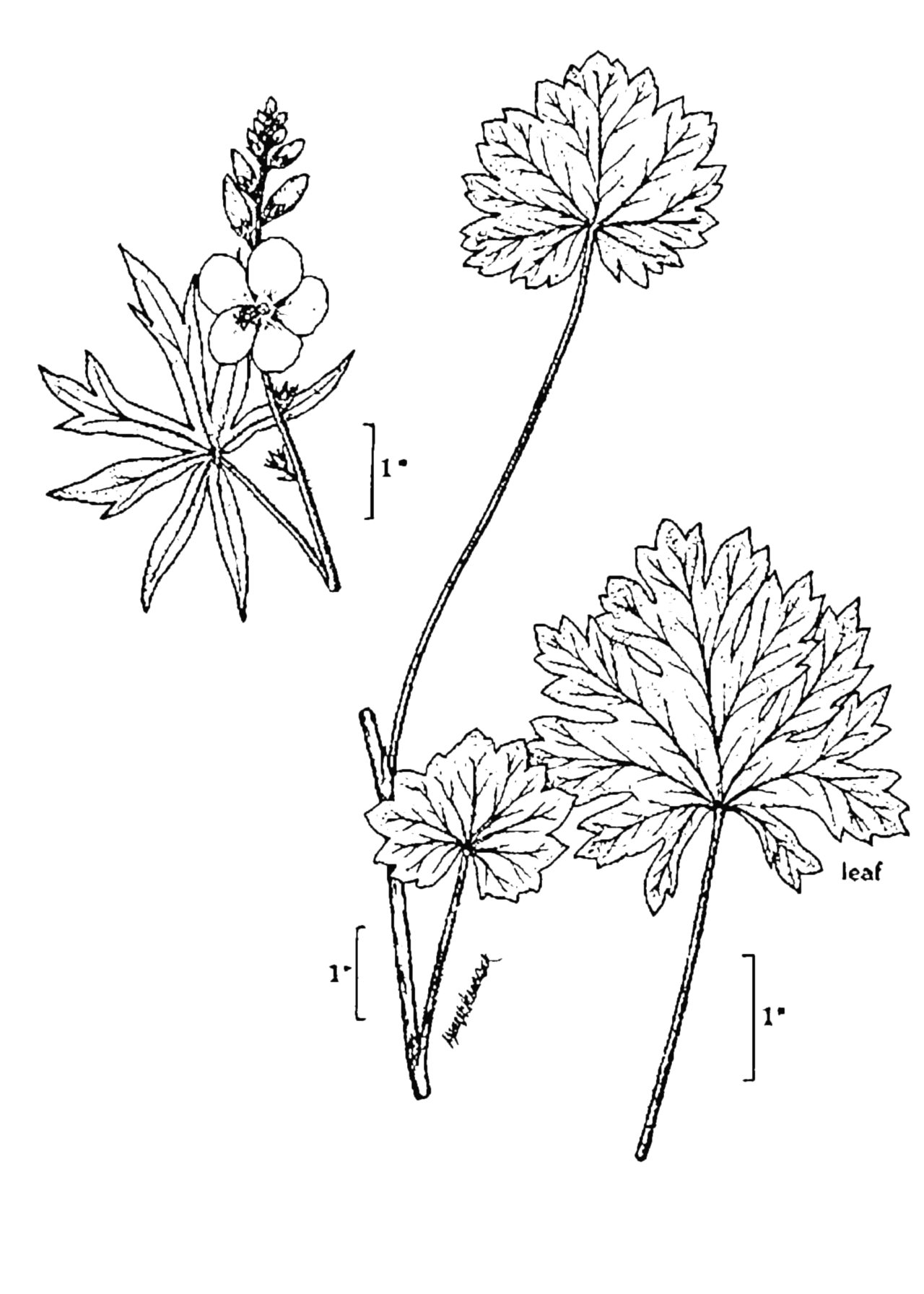 Sidalcea neomexicana