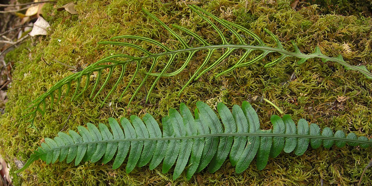 Austroblechnum lechleri