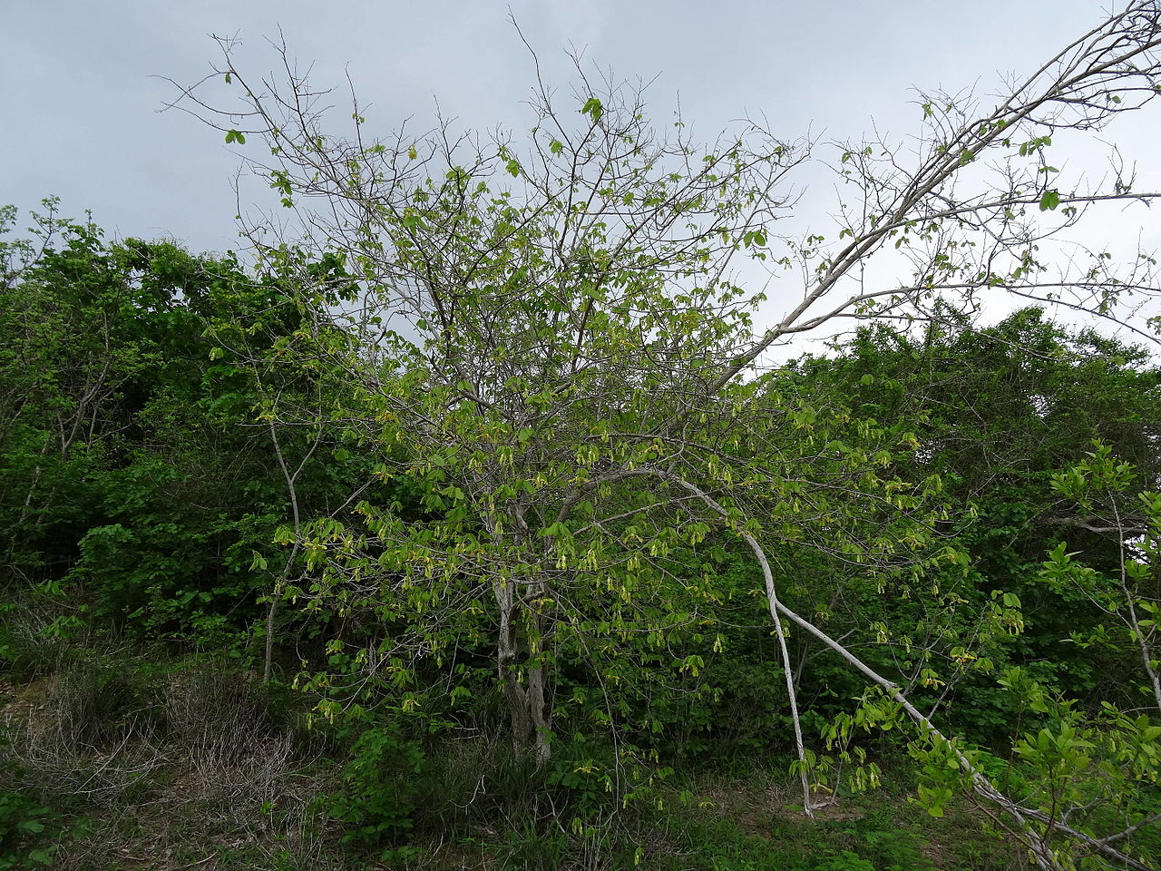 Monodora grandidieri