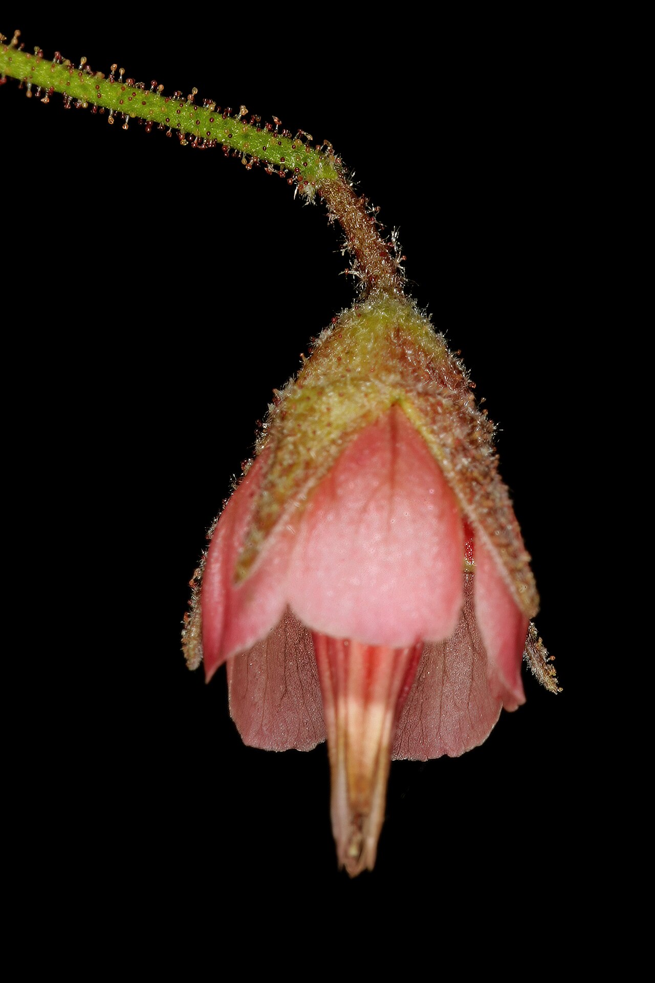 Hermannia boraginiflora