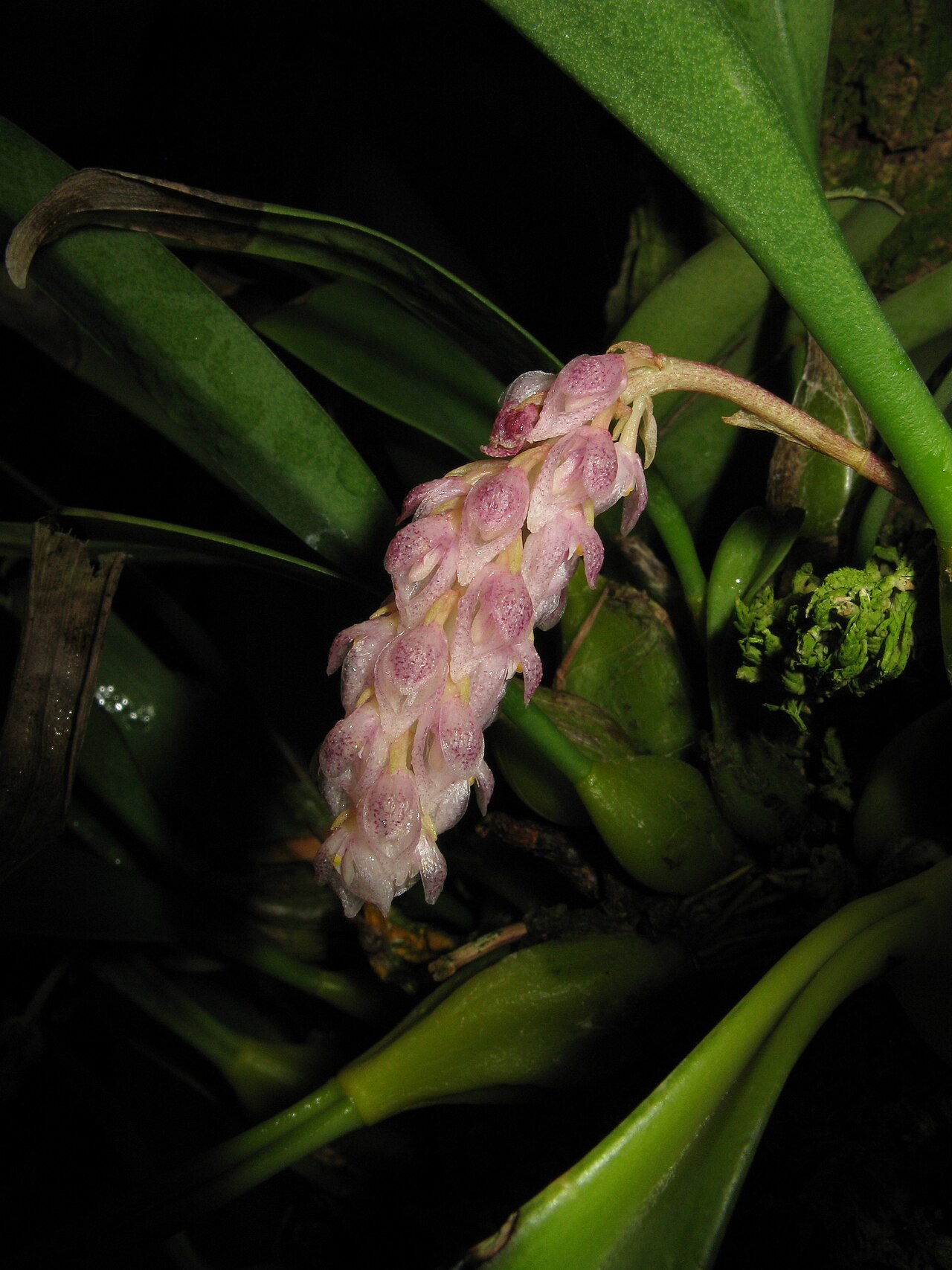 Bulbophyllum crassipes