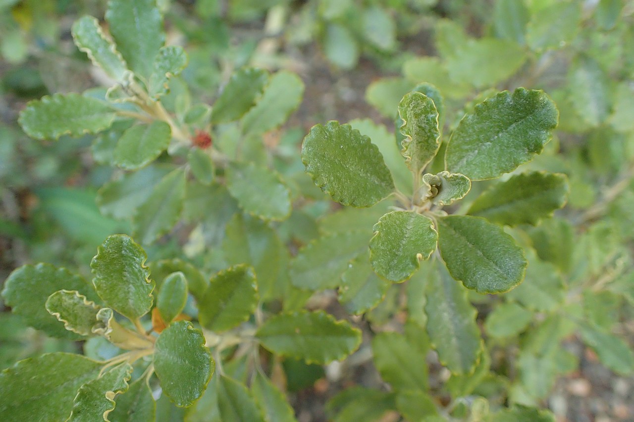 Brachyglottis monroi