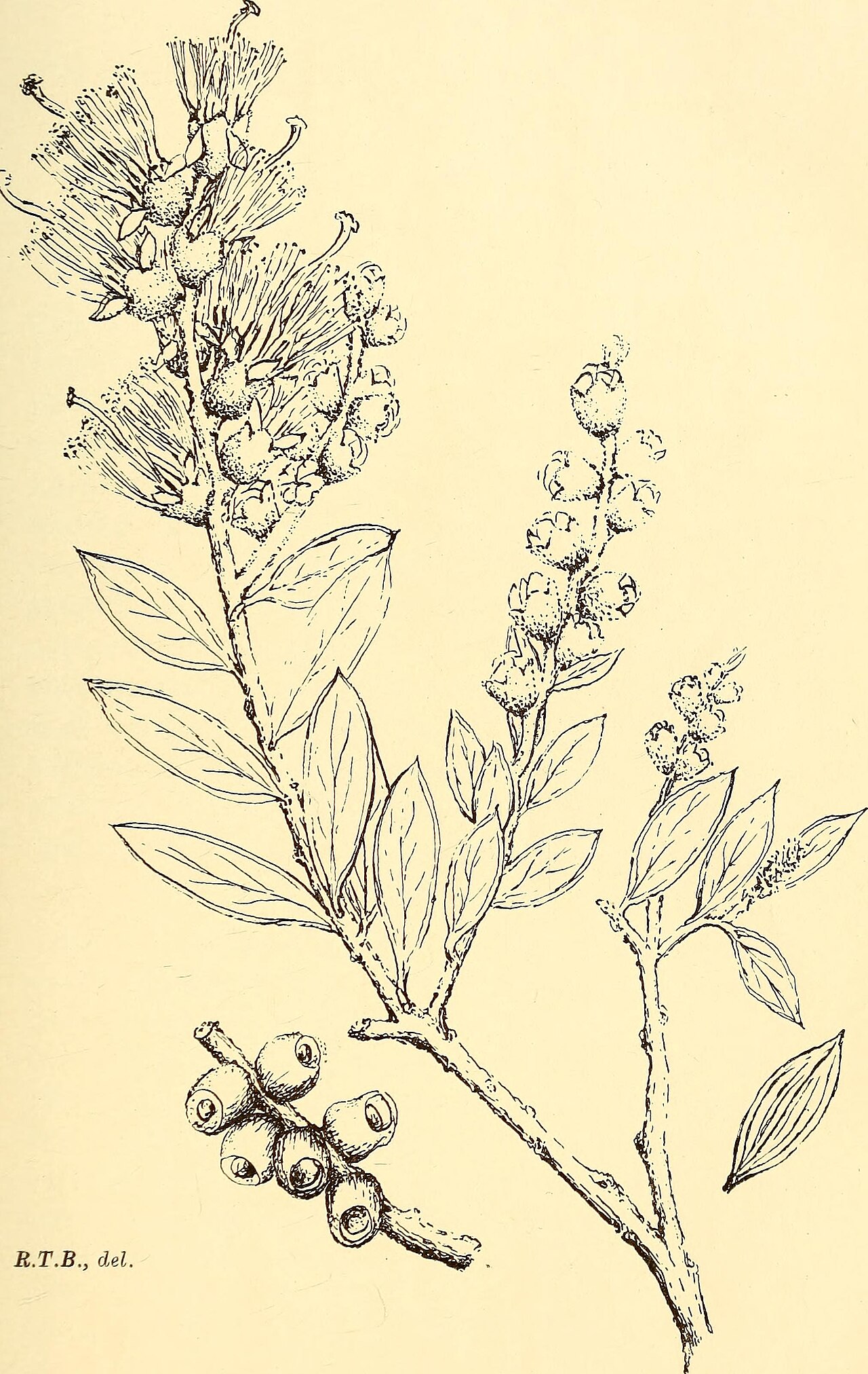 Melaleuca deanei