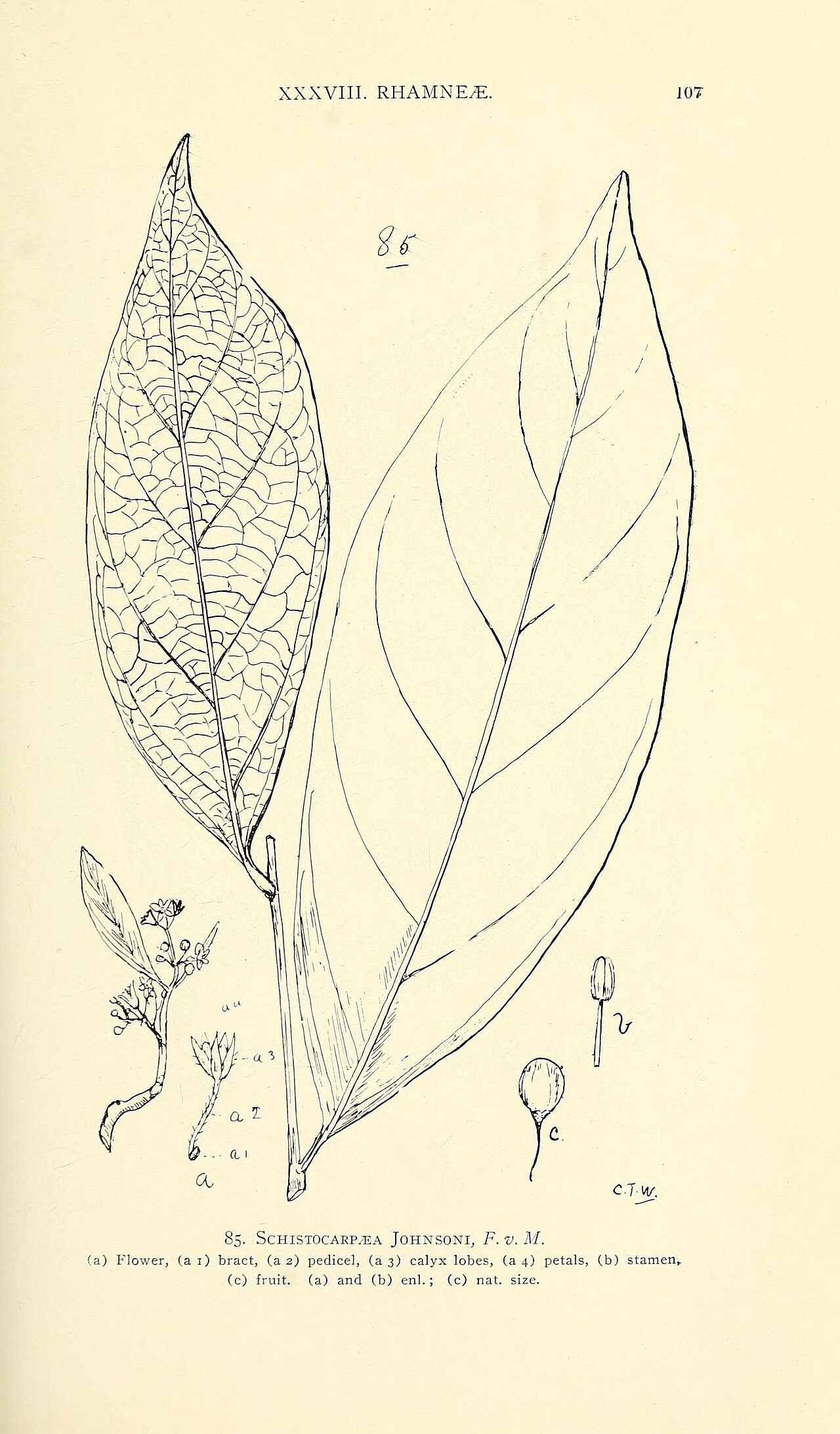 Discaria pubescens