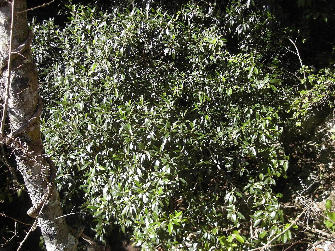 Desert fig or rock fig