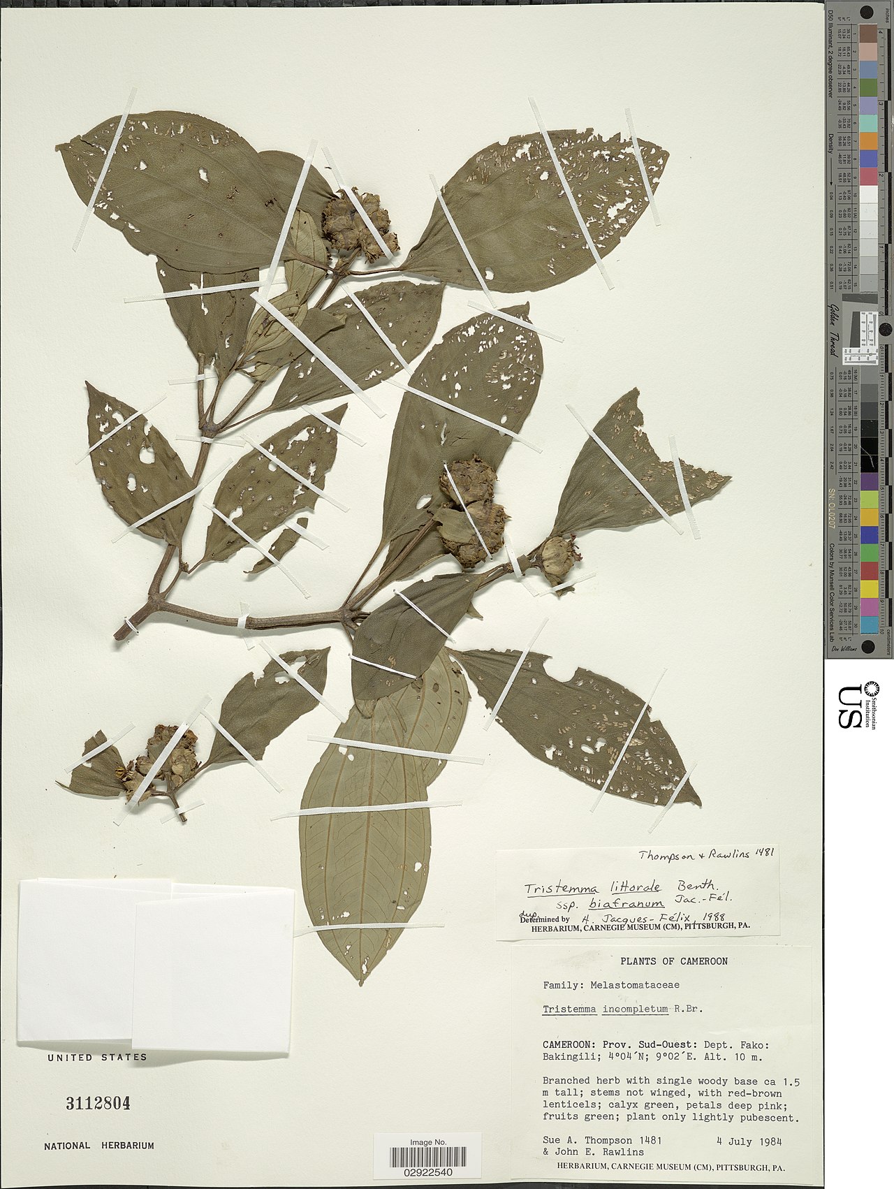 Tristemma littorale