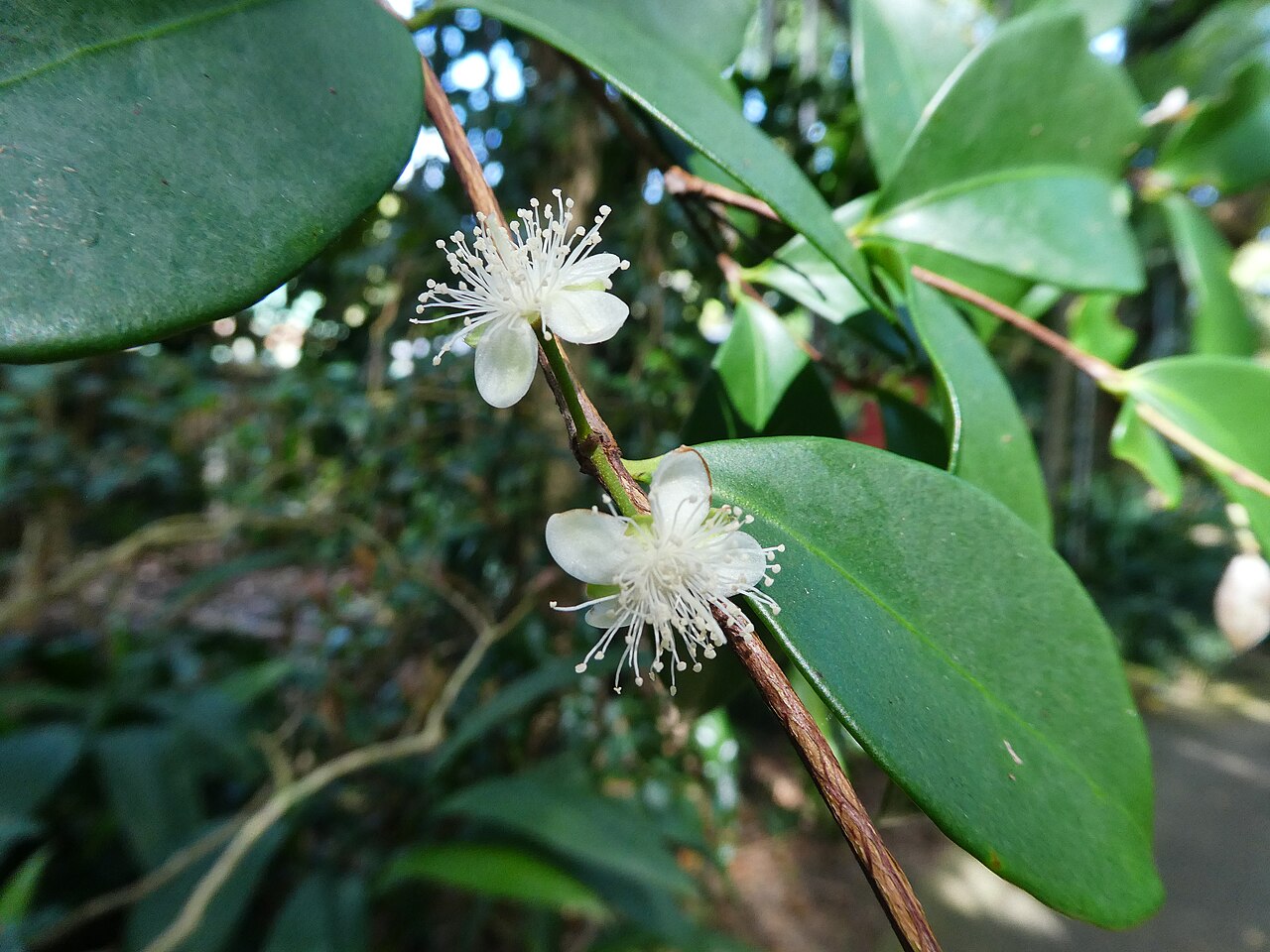 Eugenia reinwardtiana
