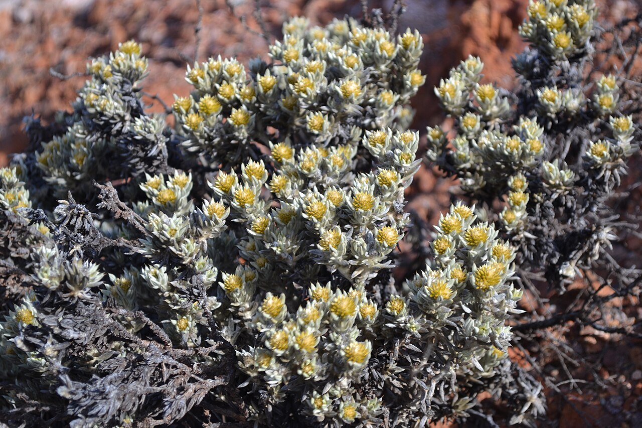 Ptilotus helichrysoides