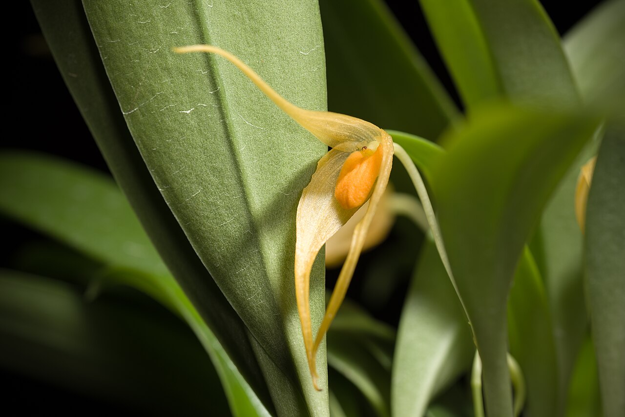Bulbophyllum ankylochele