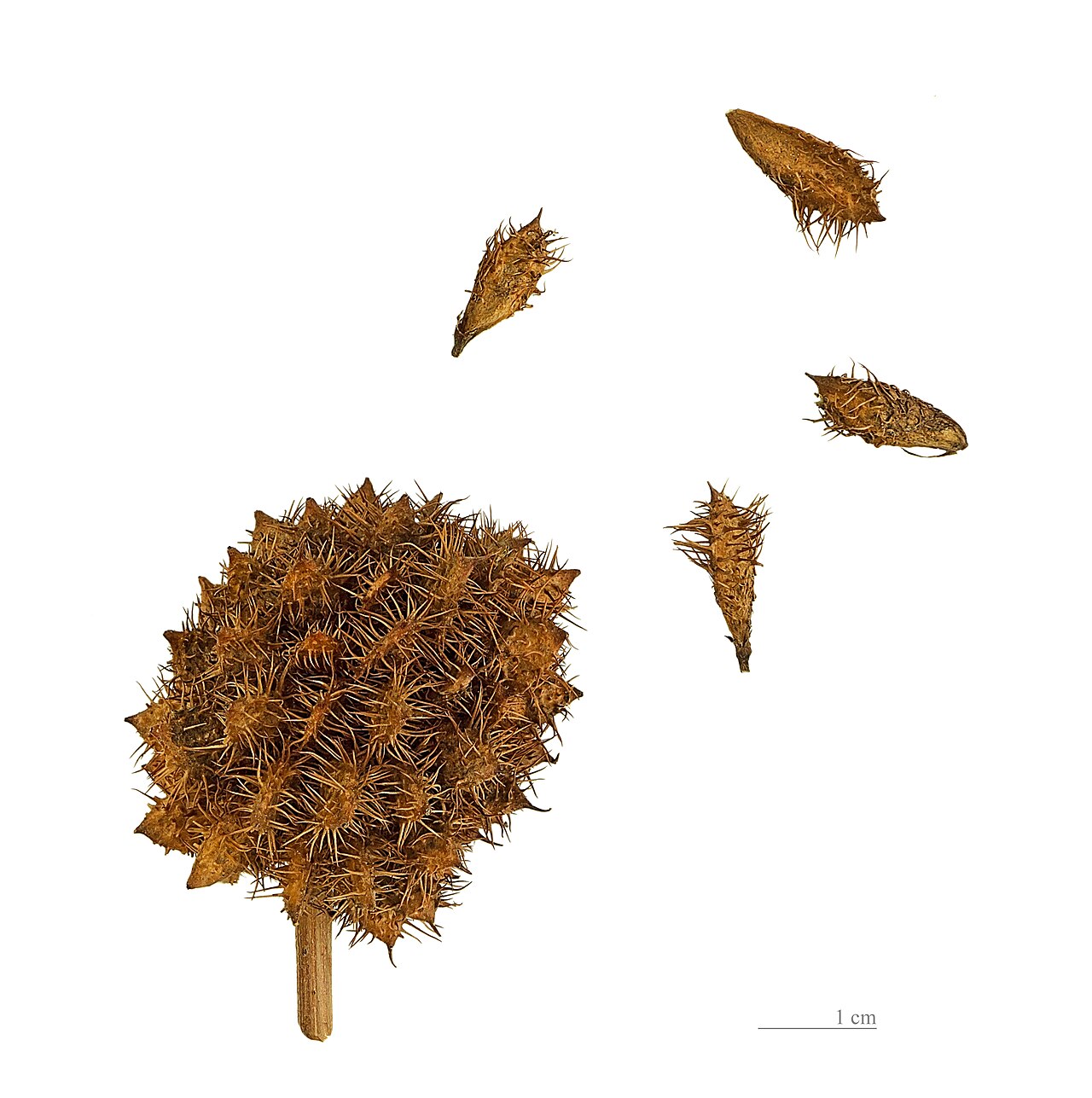 Glycyrrhiza echinata