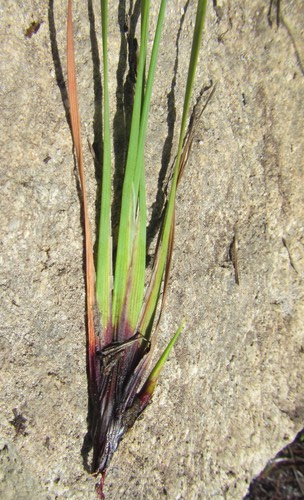 Schoenus complanatus