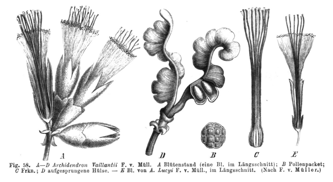 Archidendron vaillantii