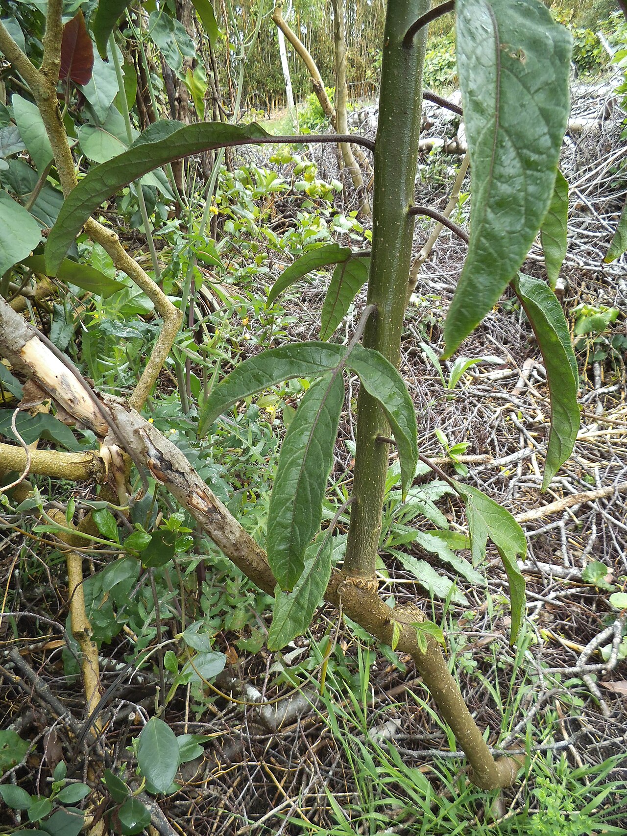 Solanum melissarum