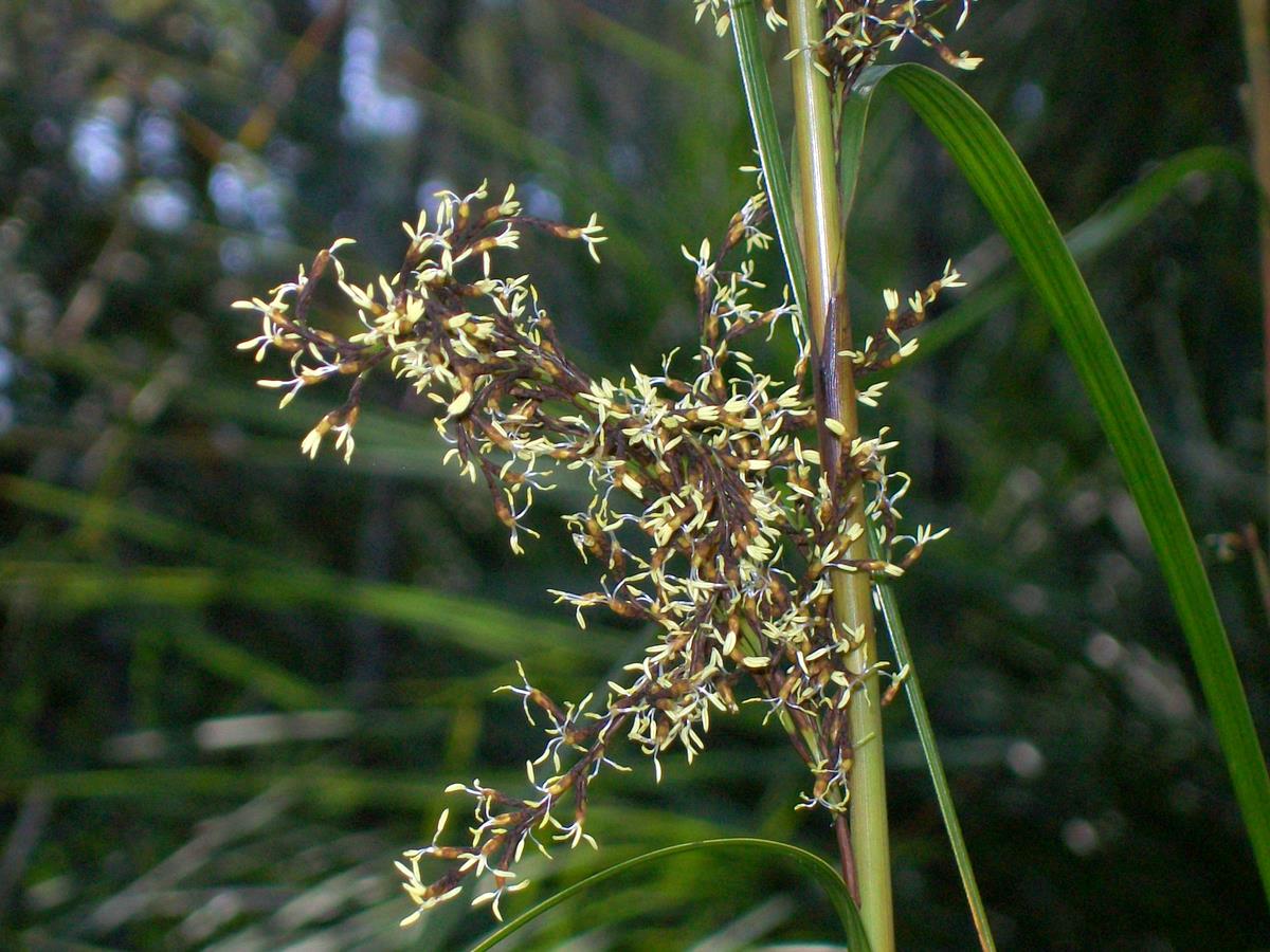 Black fruit saw-sedge