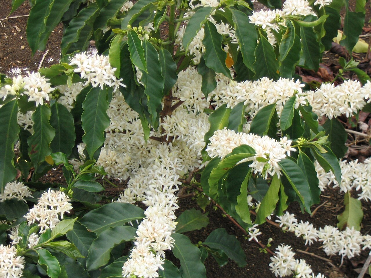 Coffea charrieriana