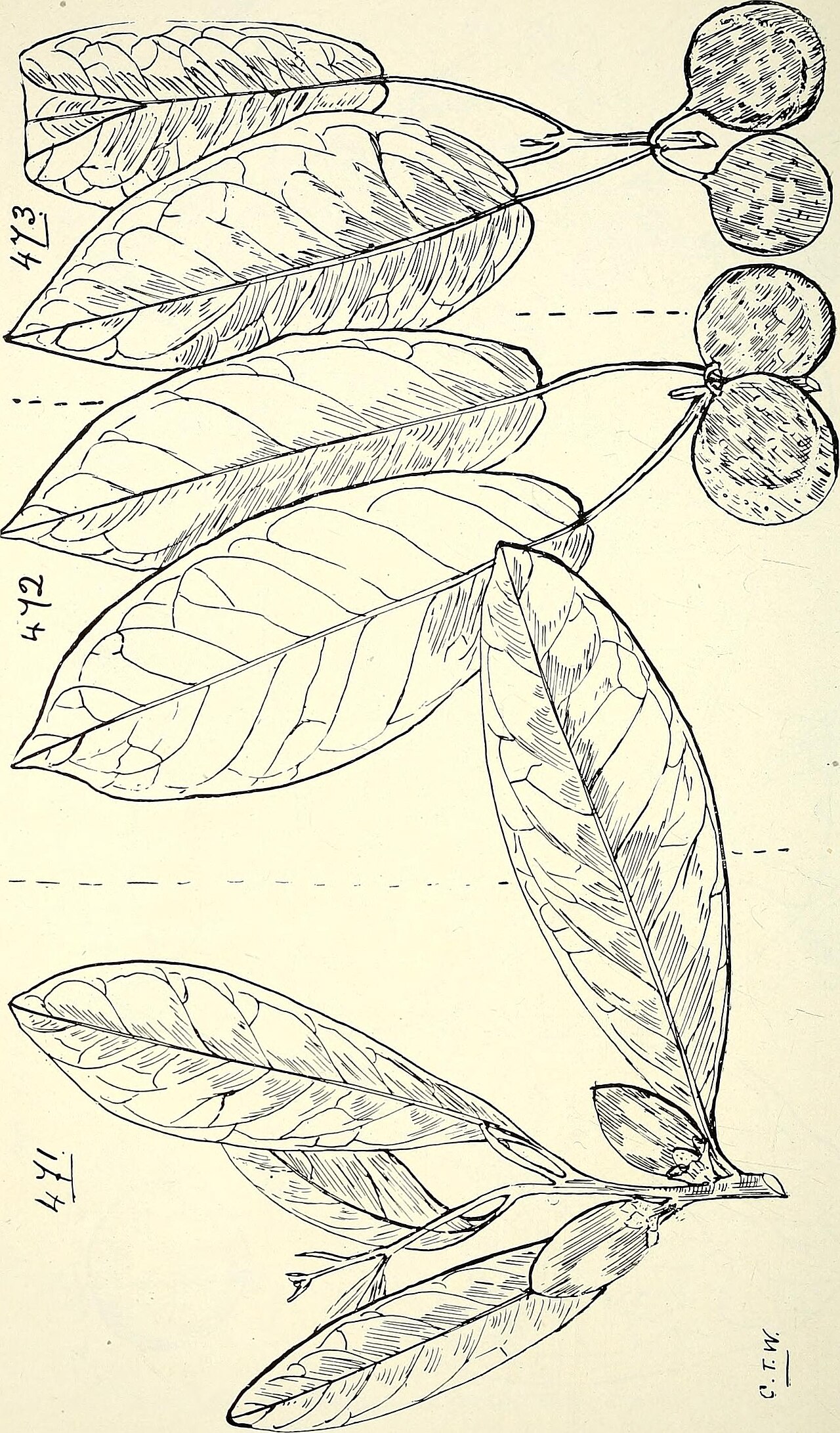 Aphananthe philippinensis
