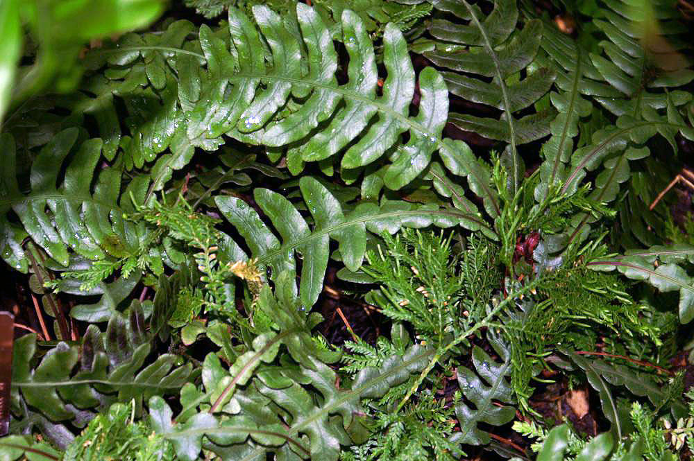 Austroblechnum lherminieri