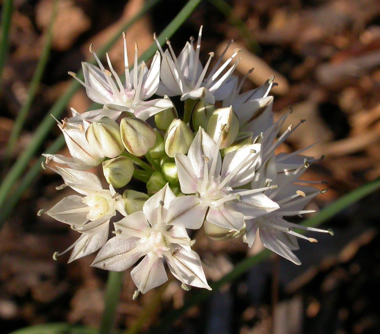 Allium haematochiton