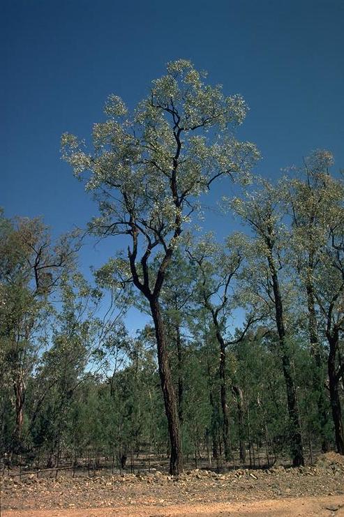 Caley's ironbark or Ovenden's ironbark i