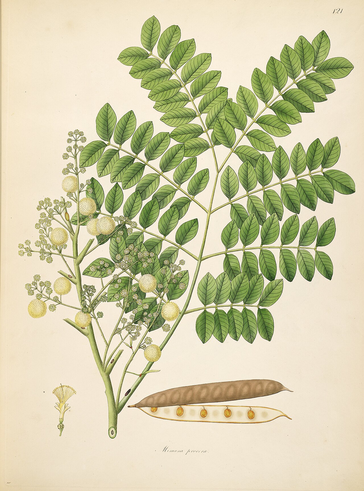 White siris or karoi tree