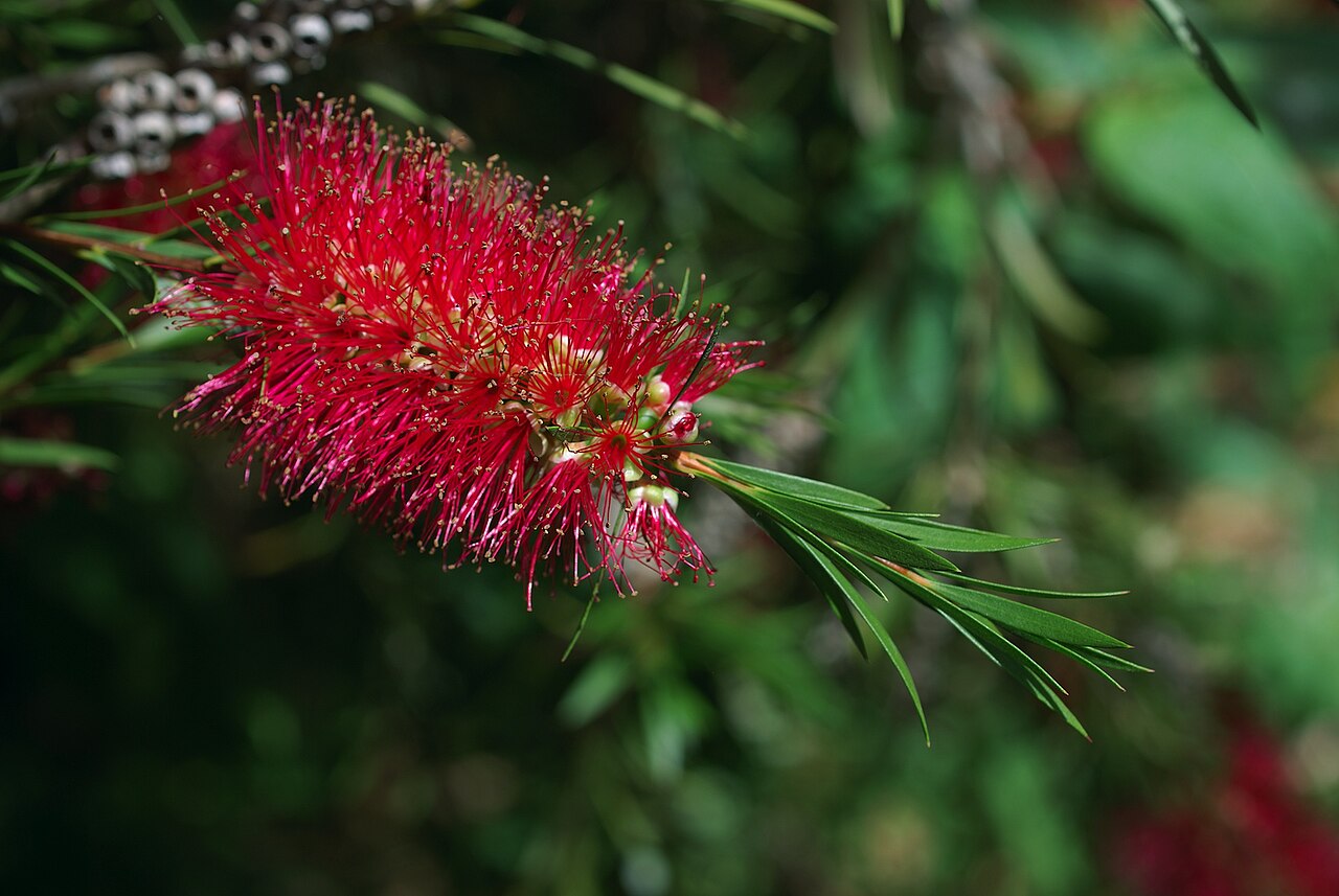Callistemon subulatus