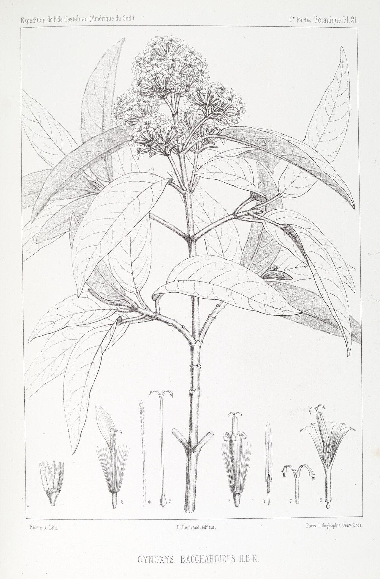 Gynoxys baccharoides