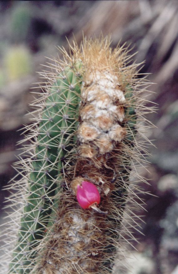 Coleocephalocereus fluminensis