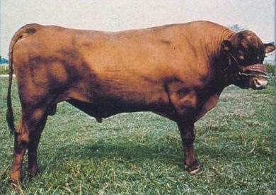 Romosinuano cattle