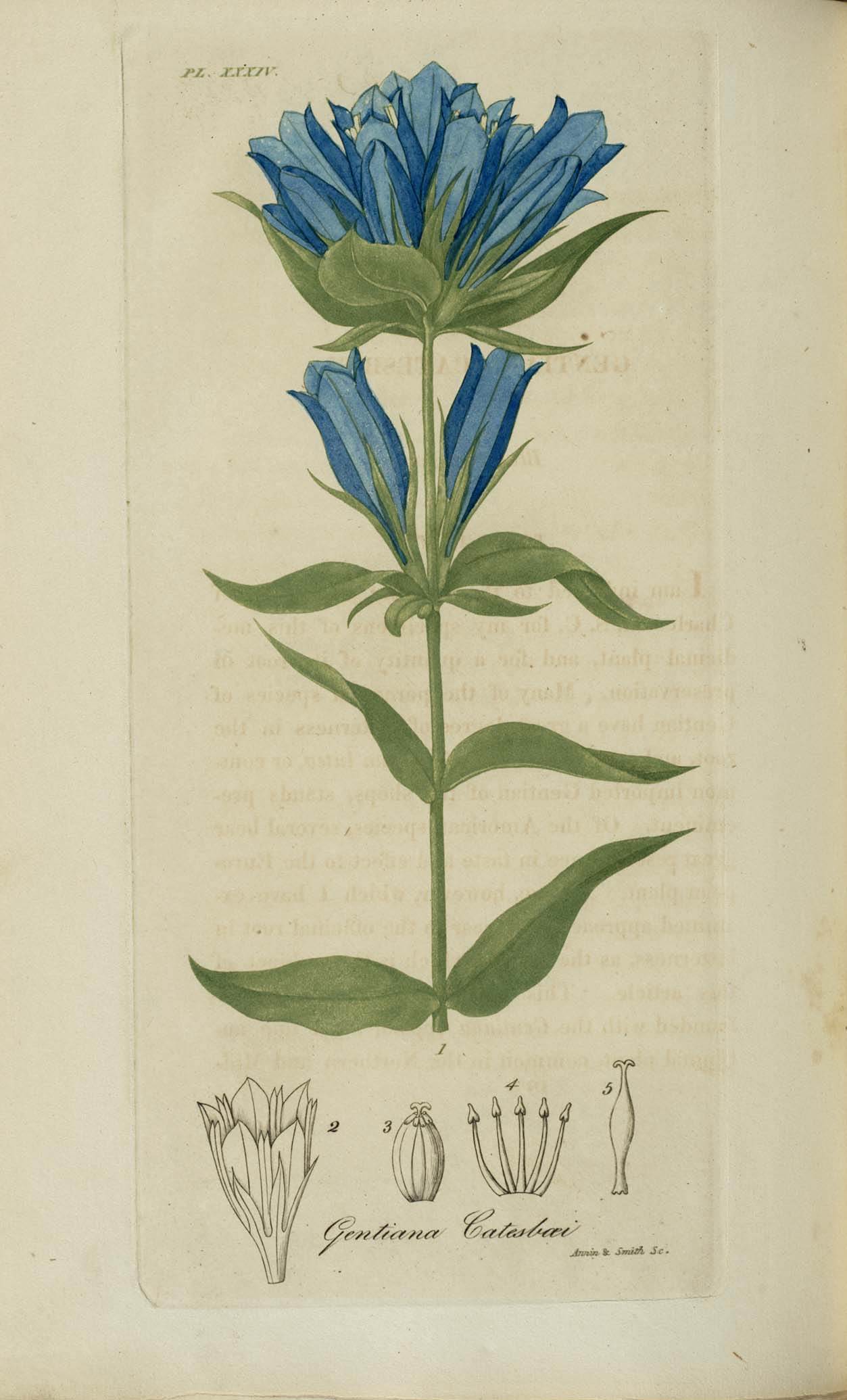 Gentiana catesbaei