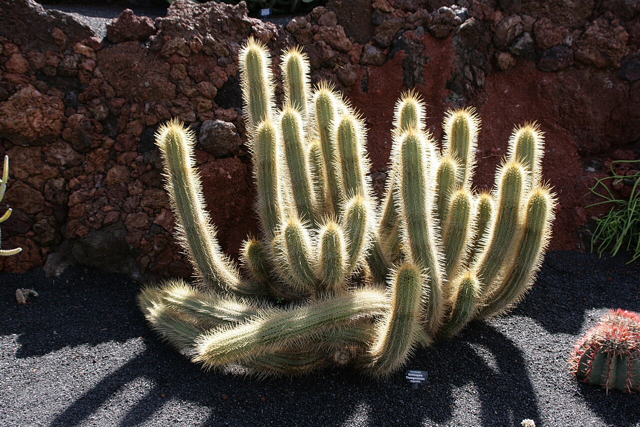 Soehrensia thelegonoides