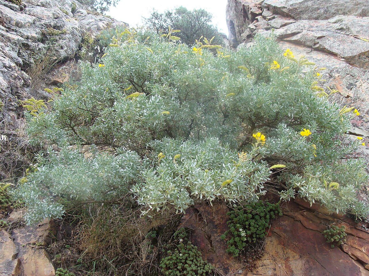Adenocarpus argyrophyllus