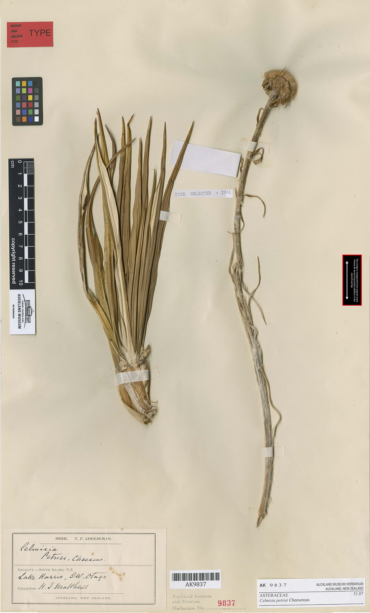 Celmisia petriei