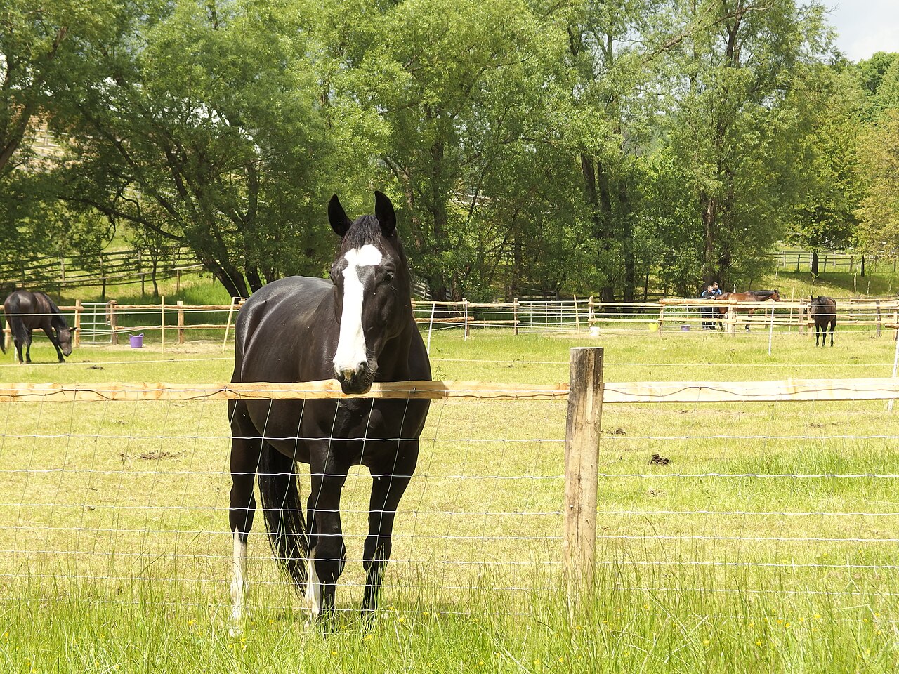 Slovenian warmblood