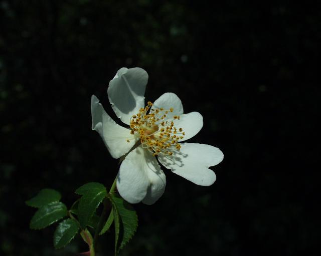 Rosa sempervirens