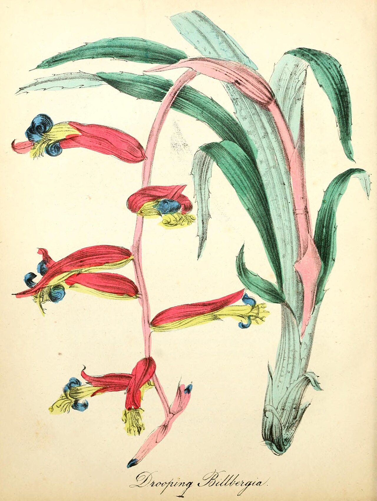 Billbergia iridifolia