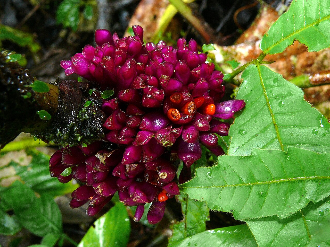 Amischotolype griffithii