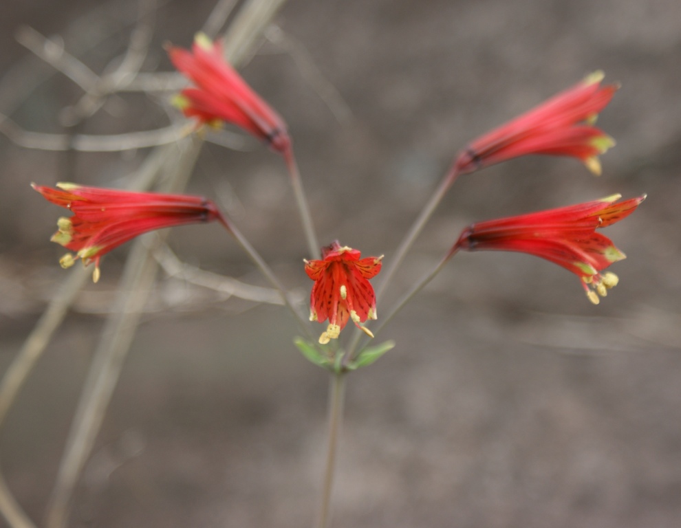 Alstroemeria plantaginea