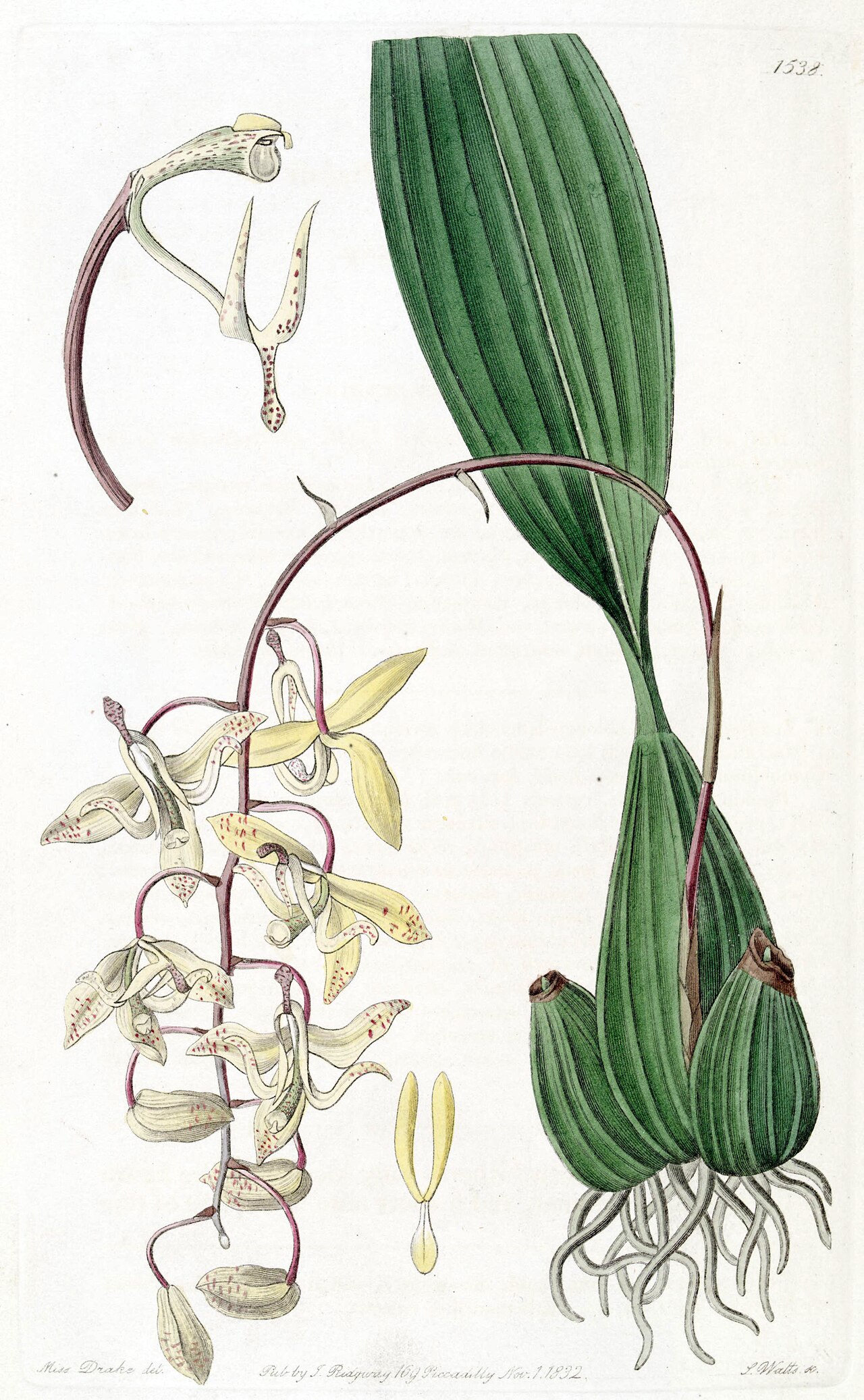 Cirrhaea loddigesii