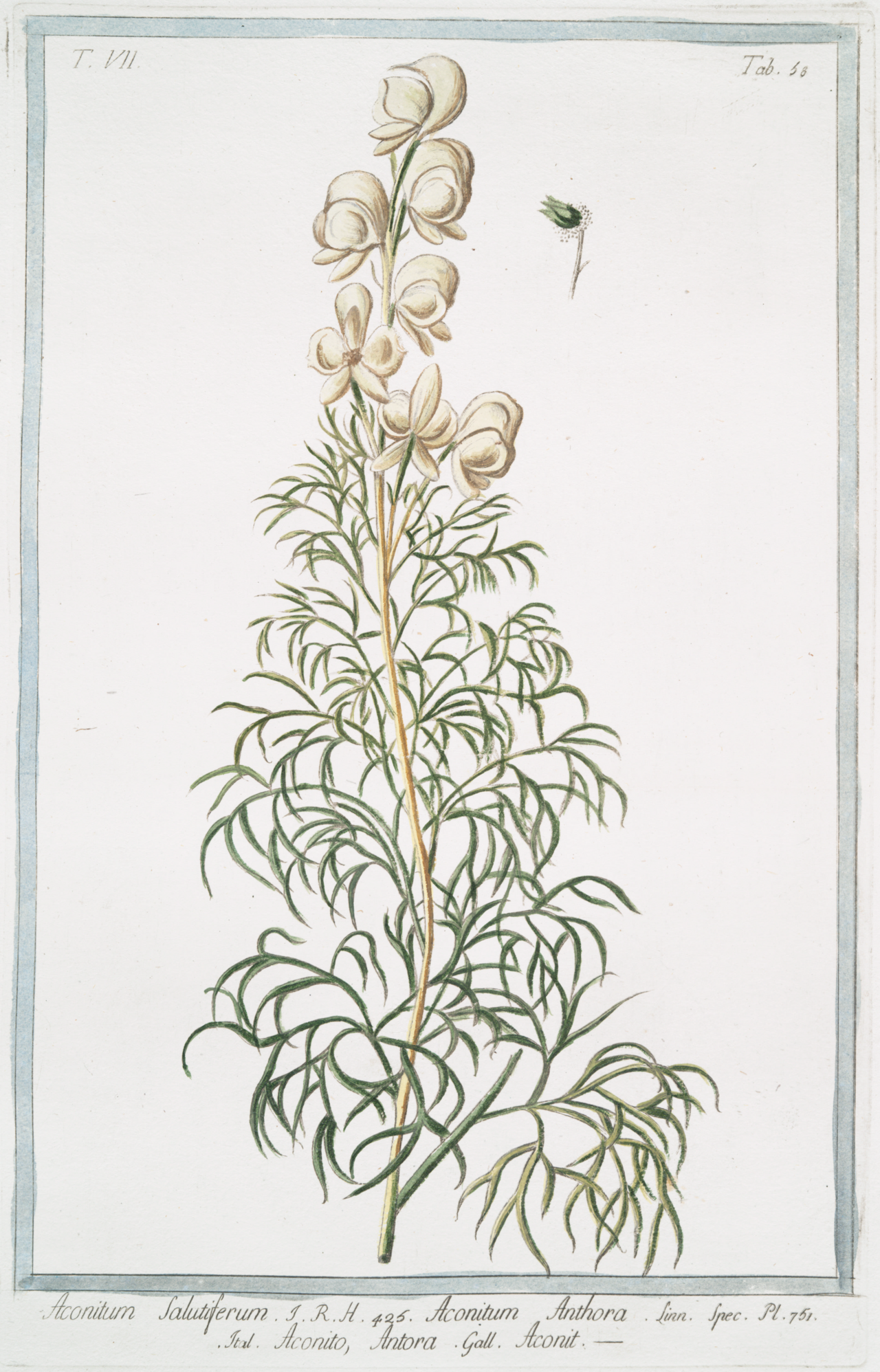 Aconitum anthora