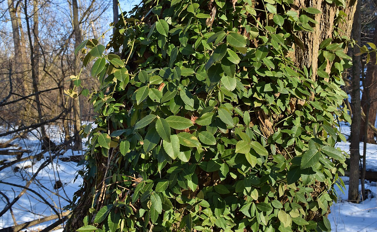Euonymus fortunei