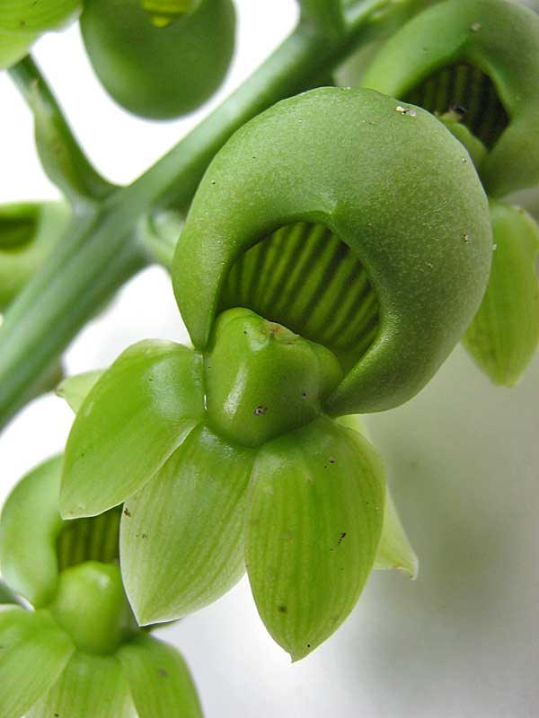 Catasetum macrocarpum