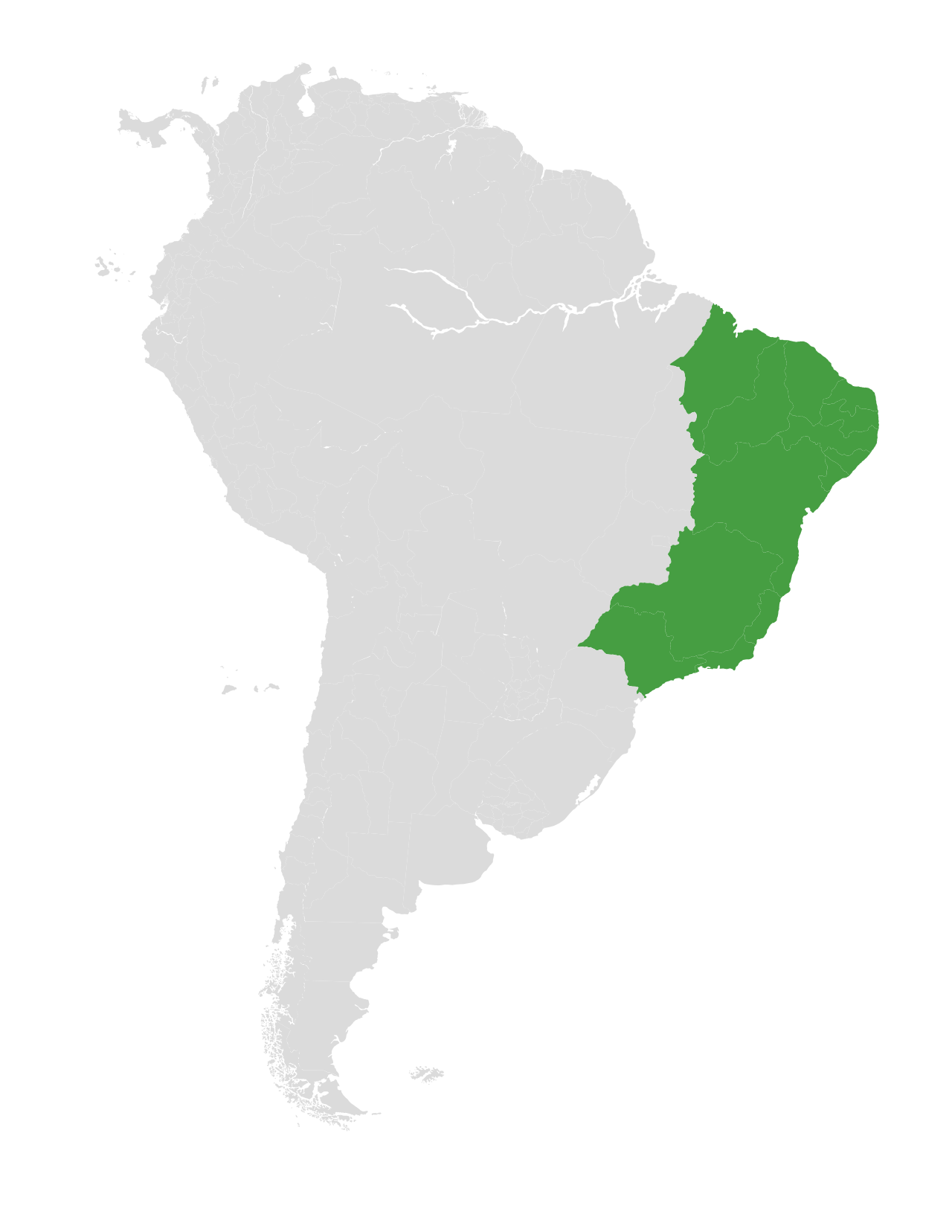 Exostyles venusta