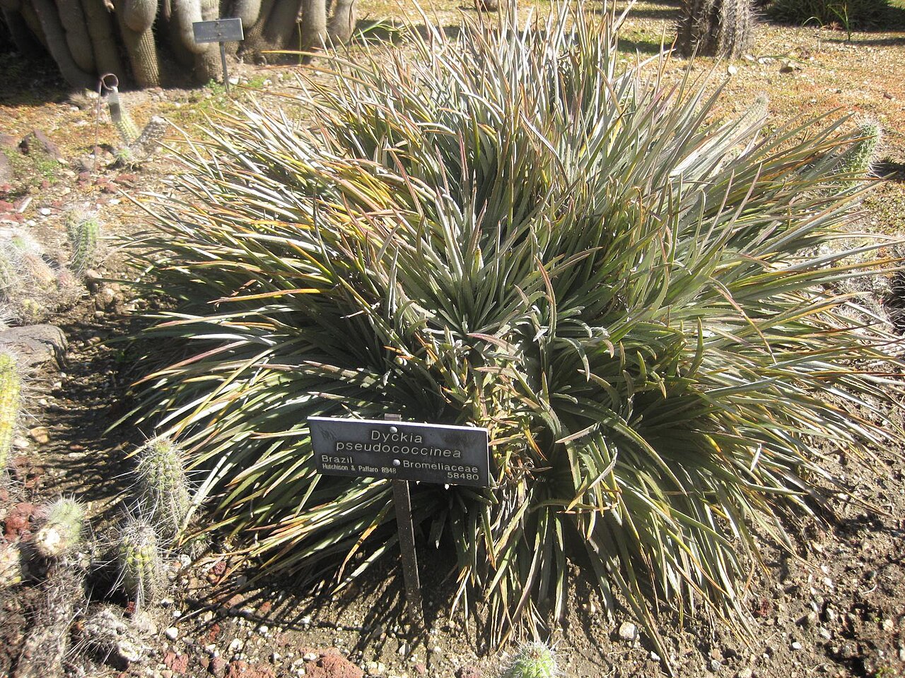 Dyckia pseudococcinea