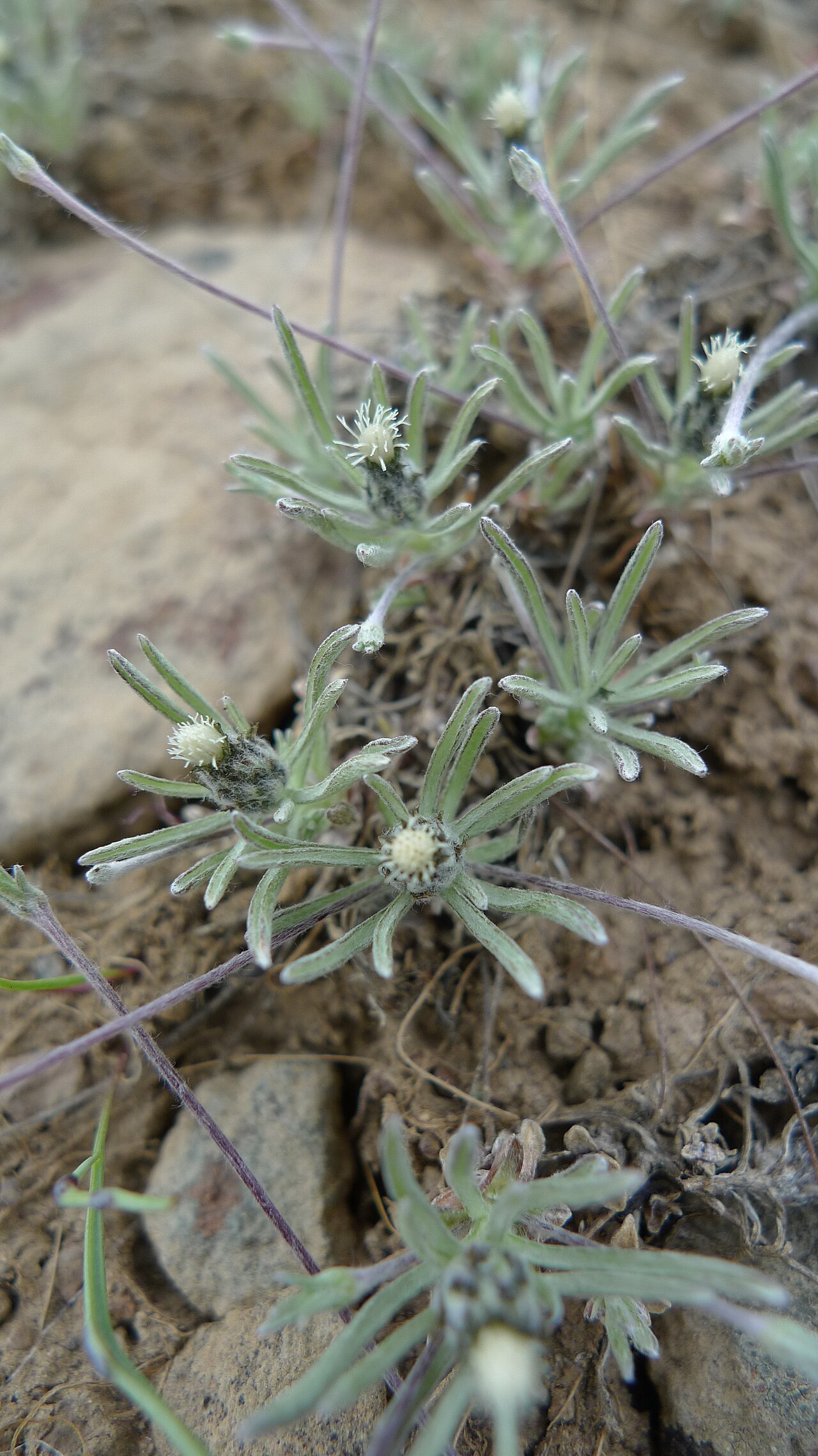 Antennaria flagellaris