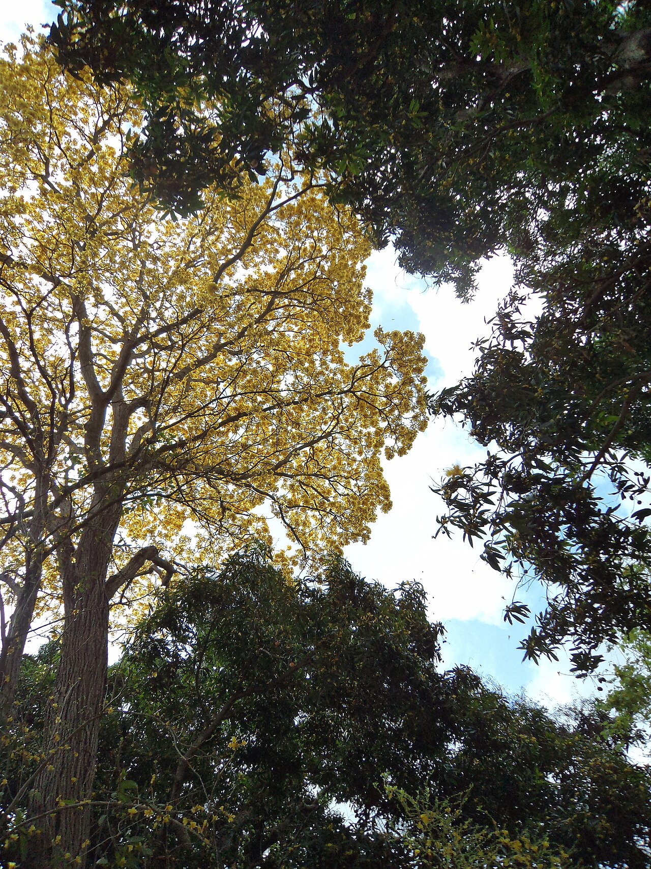 Handroanthus billbergii