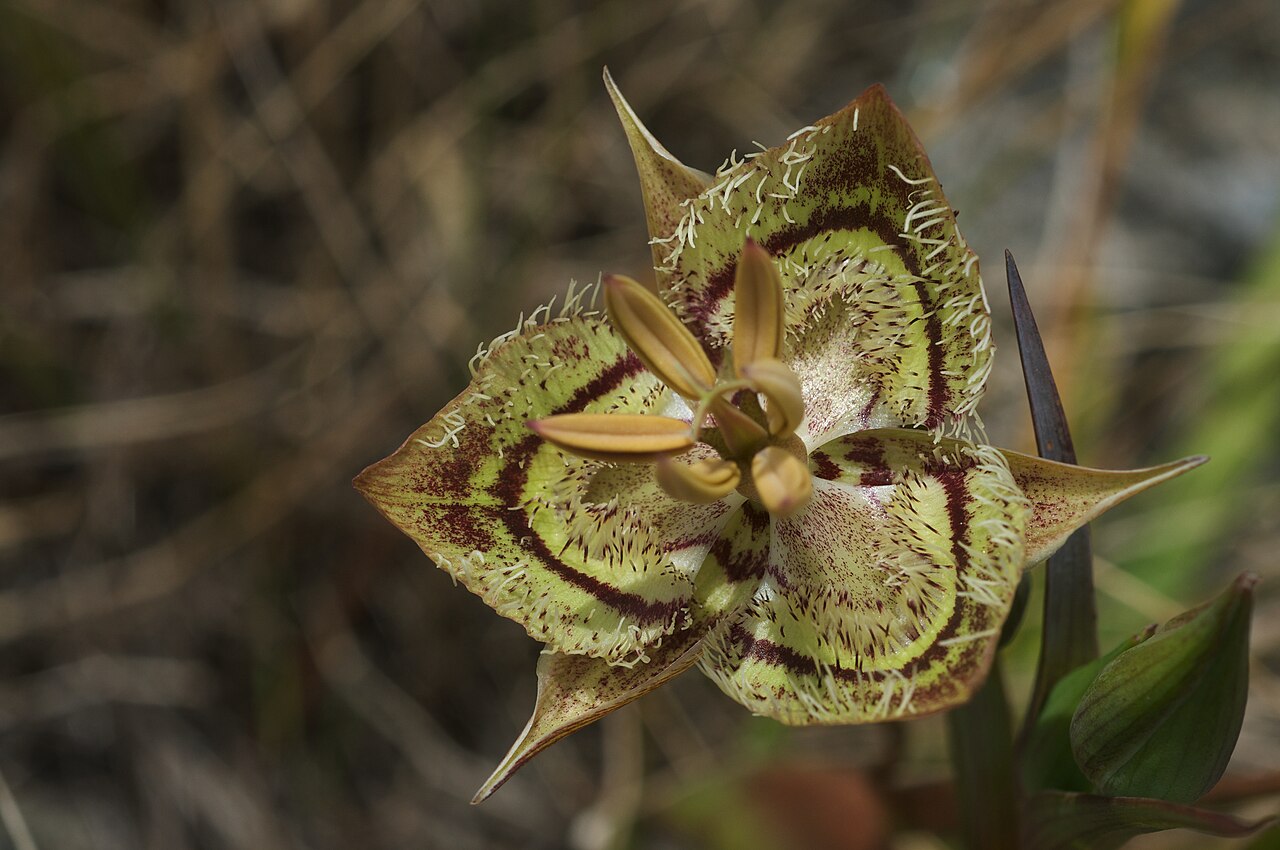 Calochortus tiburonensis